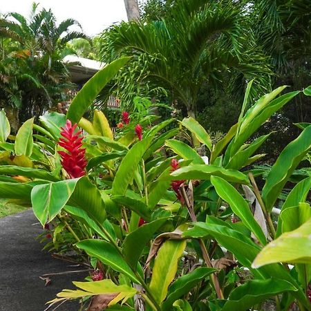 סנטה-אנה Color Garden - Studio Martinique מראה חיצוני תמונה